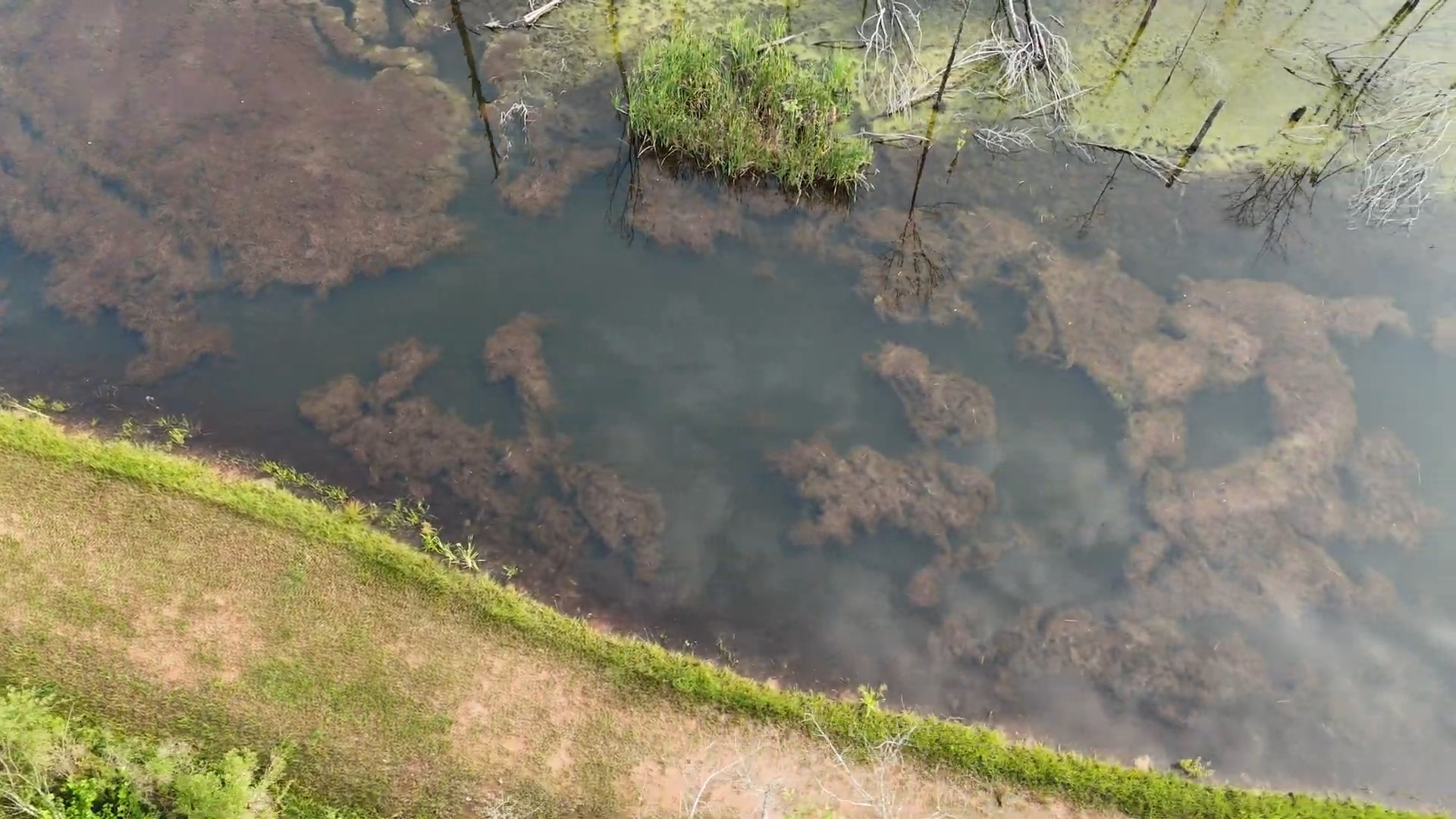 Pond Doctor project